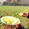 有机白玉水果萝卜 熟食似芋 生吃如梨 国家地标产品 商品缩略图3
