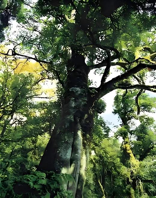 【须立贡茶茶王级大单株】2025年古树春茶秘境墨江：须立贡茶，重现人间！普洱墨江被低估的历史皇家贡茶357克/饼 商品图5