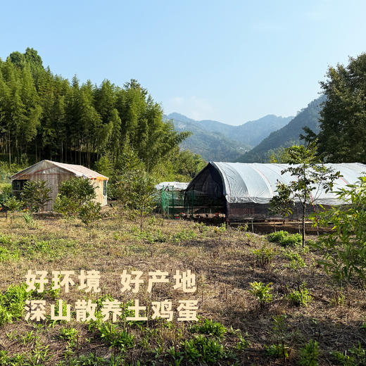 昌西公社土鸡蛋浙江示范基地每月抽检30只/箱 商品图5