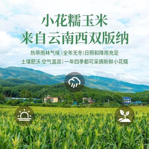 北纬21°优生带🌽【⁮正宗西双版纳勐海小花玉米】⁦  三分香甜，七分软糯，越嚼越香！零添加，无防腐剂，非转基因，生长过程无人工干预 商品图2