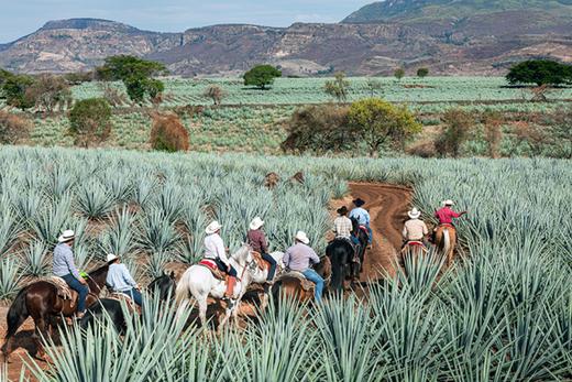 leifr有机龙舌兰糖浆 有机代糖 非转基因 无麸质 无添加 甜品咖啡必备 墨西哥进口 保税仓直发 1.02KG/瓶 |百里食 商品图7