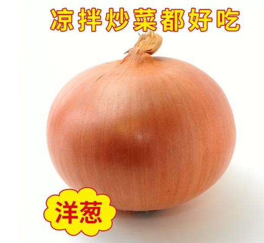 【YC】精品当季黄洋葱 商品图1