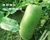 沙窝萝卜 商品缩略图2