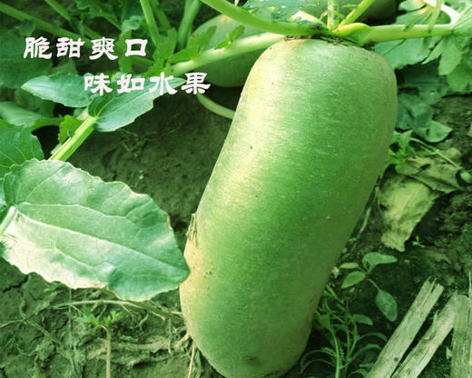 沙窝萝卜 商品图2