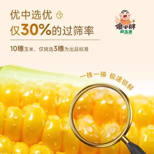 自营（山蒙海时）-傻小胖马年限定一马当鲜玉米礼盒新鲜玉米早餐甜玉米真空包装2kg 商品图4