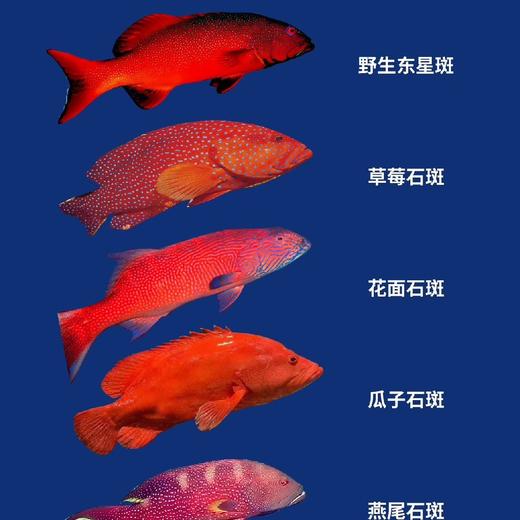 南海野生海鱼礼盒 商品图2