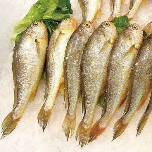 小黄花鱼（整个出售，以实际称重为准，多退少补） 商品图0