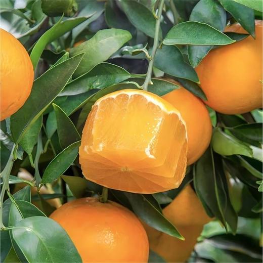 沃柑礼盒65果8斤装 商品图2