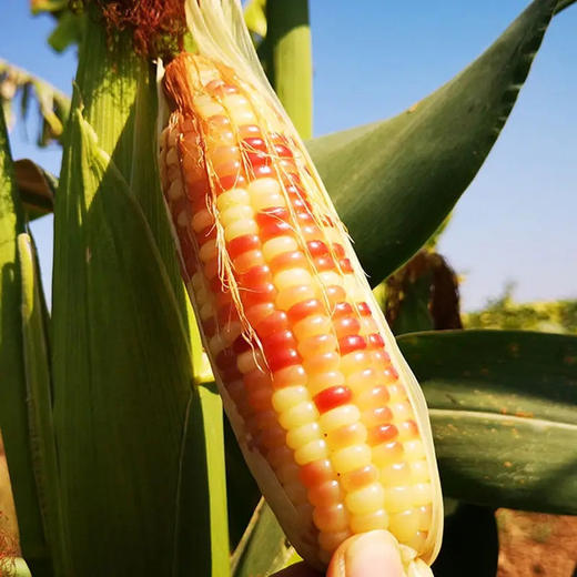 北纬21°优生带🌽【⁮正宗西双版纳勐海小花玉米】⁦  三分香甜，七分软糯，越嚼越香！零添加，无防腐剂，非转基因，生长过程无人工干预 商品图1