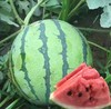 麒麟西瓜 商品缩略图0