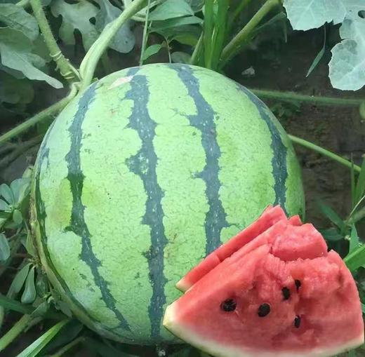 麒麟西瓜 商品图0