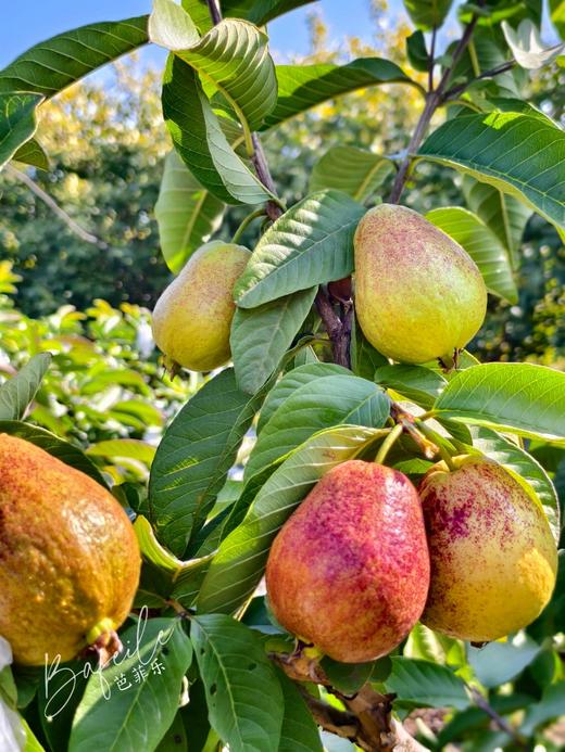 奶油红心芭乐  4斤礼盒装 商品图6