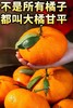最贵柑橘就是它曾经100元一斤四川甘平 商品缩略图9