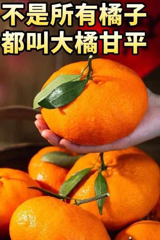 最贵柑橘就是它曾经100元一斤四川甘平 商品图9