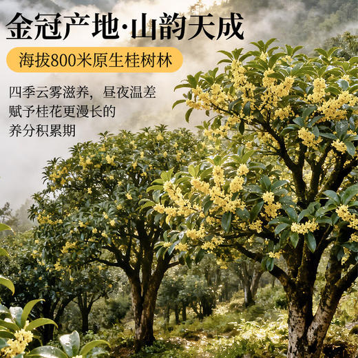 草木方冻干桂花40g 【金冠级】头茬新花桂林原产鲜桂花干泡酒花草养生茶 商品图1