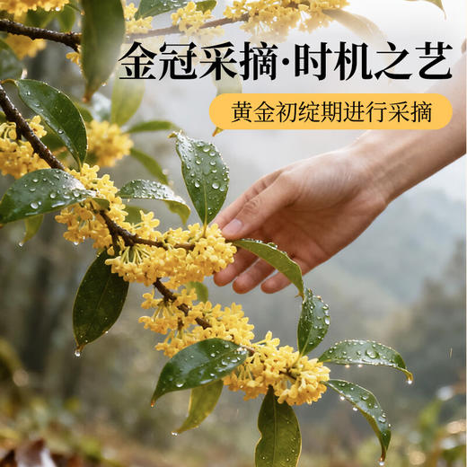 草木方冻干桂花40g 【金冠级】头茬新花桂林原产鲜桂花干泡酒花草养生茶 商品图2