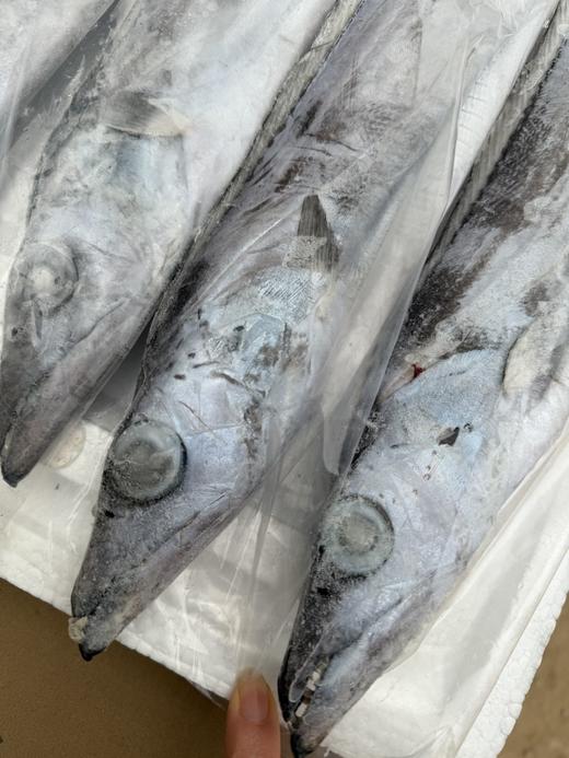 深海野生马鲛鱼/深海钓带鱼丨渤海湾，刺少肉多，细嫩洁白，糯软鲜爽，送礼佳品，切块可备注⭐️京东陆运 商品图9