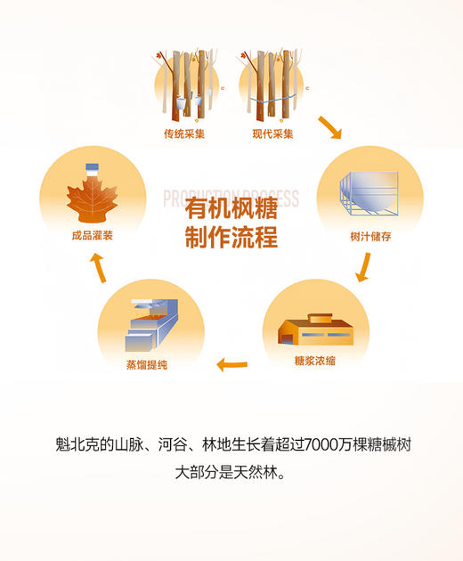 伯纳德有机枫糖浆 比蜂蜜含糖量还要低 天然有机代糖 加拿大有机认证 无任何添加 保税仓直邮 加拿大国宝  | 百里食 商品图5
