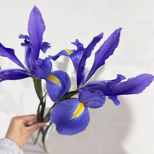 鸢尾花·紫色 商品图1