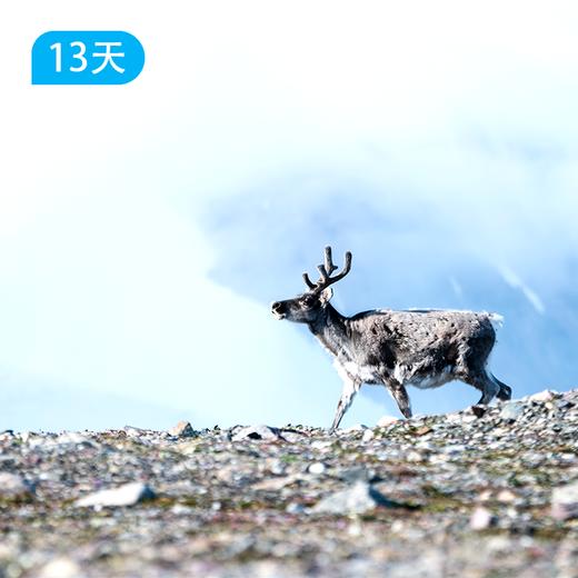 北极童话 盛夏光年｜斯瓦尔巴群岛探险  中国科学探险协会独家包船  13日 商品图3