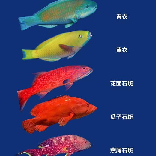 南海野生海鱼礼盒 商品图3