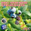 【抚仙湖蓝莓】肉质细腻，酸甜适度！花青素与维生素含量丰富！天然健康，老少皆宜！【ZNW-X】 商品缩略图0