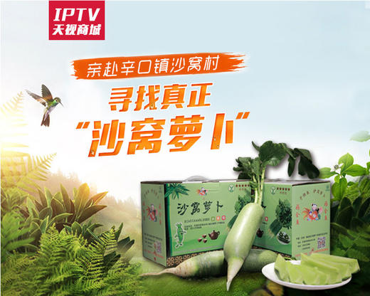 沙窝萝卜 商品图0