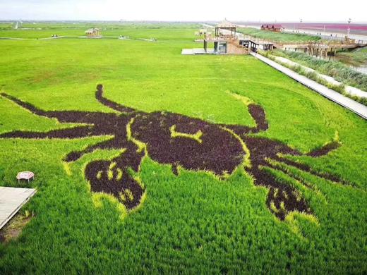 272165湿地蟹田盘锦大米Y 商品图4