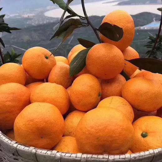【年货送礼佳选❗️正宗涌泉蜜桔礼盒】徒手轻捏就能榨出汁，营养丰富！产地直发高山蜜橘，新鲜当季水果2026马年春节新年货礼物L 商品图1