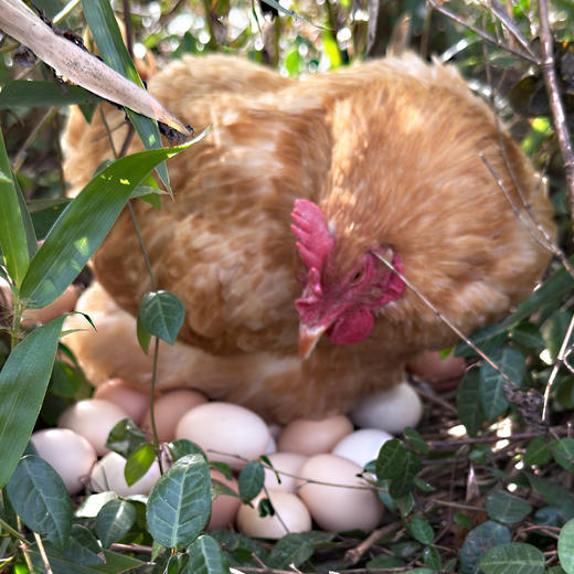 昌西公社土鸡蛋浙江示范基地每月抽检30只/箱 商品图4