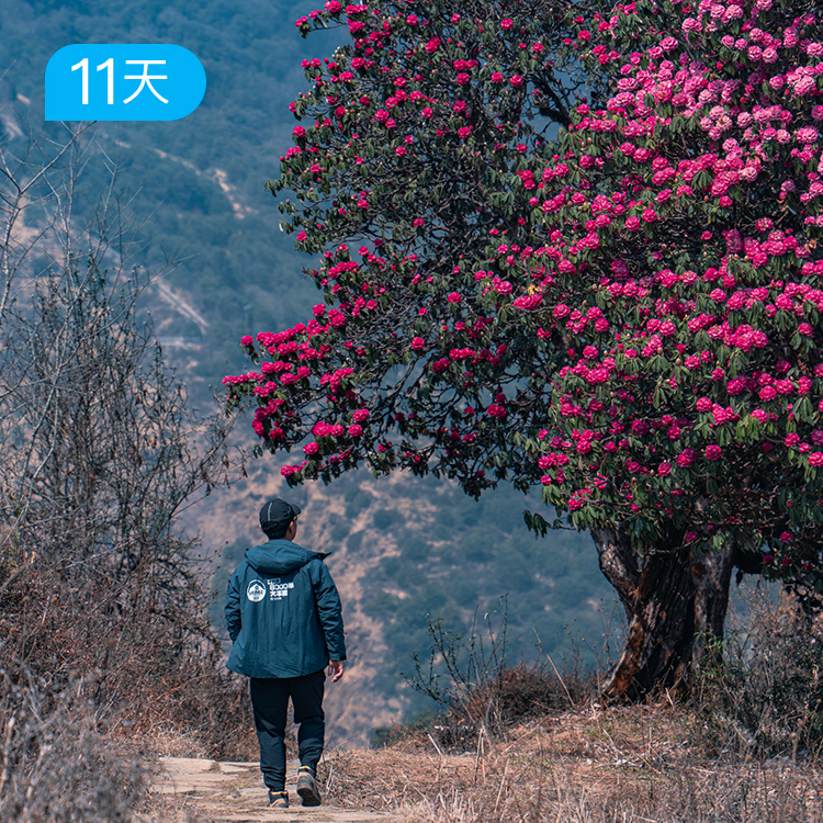 尼泊尔 ABC Poonhill安纳普尔纳布恩山徒步｜78公里 11日 杜鹃花 尼泊尔最经典的两条线路之一