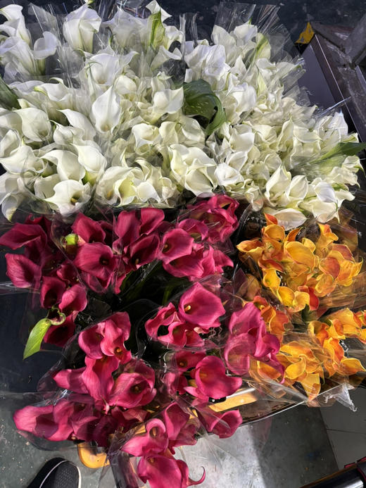 海宇5支 商品图0