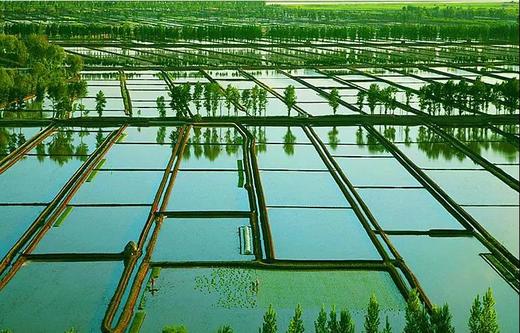 272165湿地蟹田盘锦大米Y 商品图6