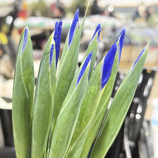 鸢尾花·紫色 商品图5