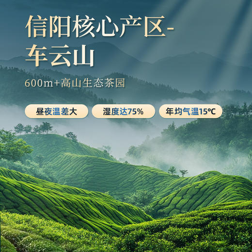 茶马世家 江山如画 特级信阳毛尖 年货节送礼200g 商品图2