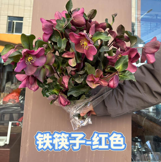 菟葵.红色 商品图1