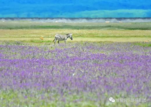 2-6人小团丨坦桑尼亚“动物世界奇观”丨塞伦盖蒂、恩戈罗火山口、塔兰吉雷7天游 商品图9