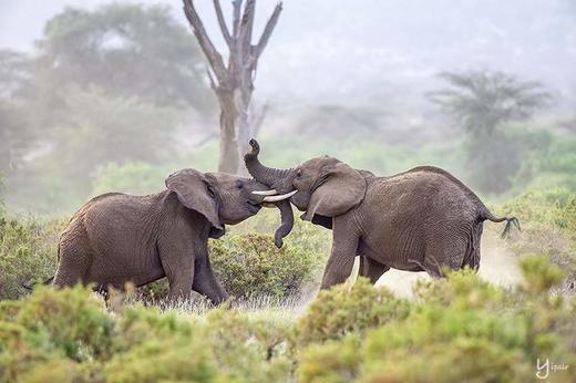 2-6人小团丨坦桑尼亚“动物世界奇观”丨塞伦盖蒂、恩戈罗火山口、塔兰吉雷7天游 商品图5