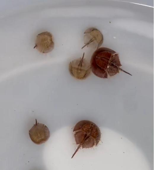 人工鲎 商品图3