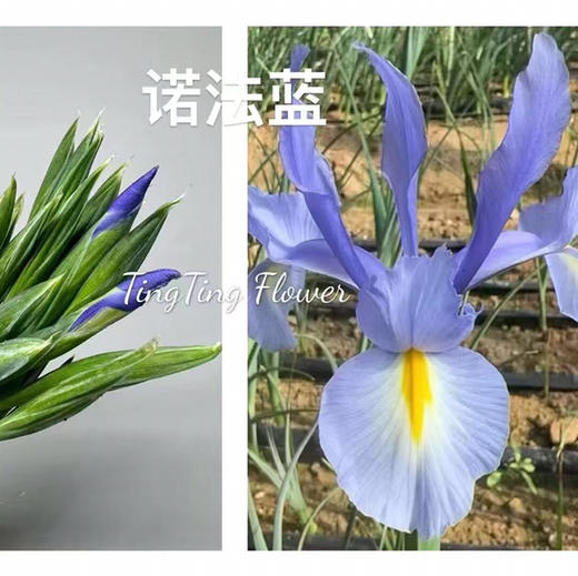 鸢尾.诺法蓝（浅紫） 商品图1