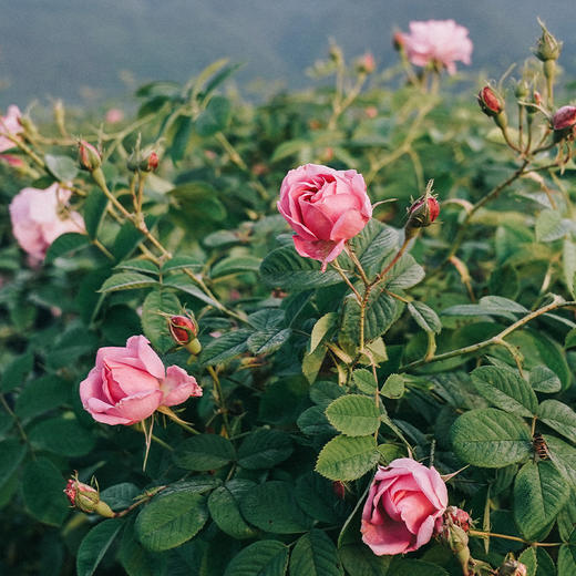 【大眼睛-2月】羽心堂凡多姆玫瑰花冠王30g 经典蓝罐版 孕妇不可用 国内发货 商品图2