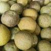 生态丑柚（象宝柚/药柚）| 基地直发* Ecological  pomelo 商品缩略图6