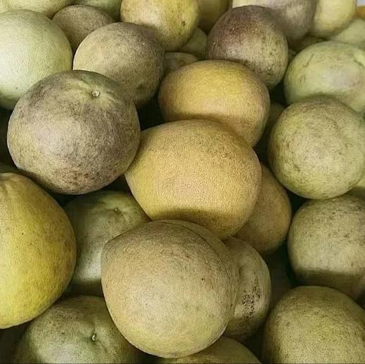 生态丑柚（象宝柚/药柚）| 基地直发* Ecological  pomelo 商品图6
