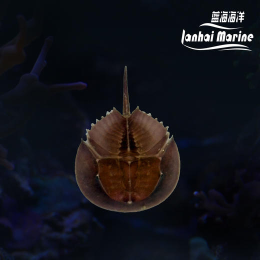 人工鲎 商品图0