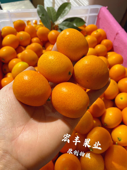 宏丰精选  阳塑金桔，口感甜，活动价9.9元一斤 商品图8