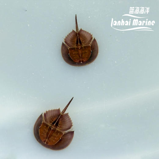 人工鲎 商品图2