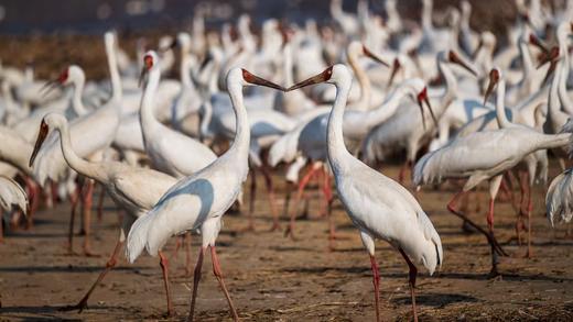 1月22日江西鄱阳湖深度精品| 吴城候鸟小镇、白鹤洲、象湖湿地5天（深度）（12人封顶） 商品图7