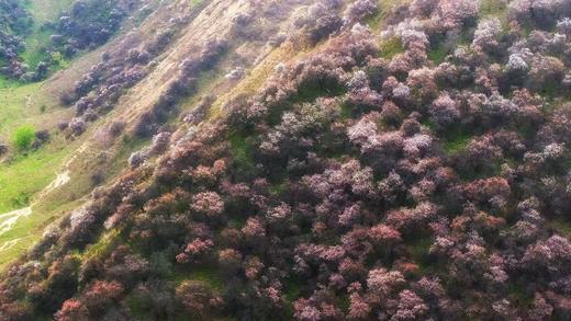 「优化版」新疆伊犁杏花（吐尔根+大西沟）、穿越天山胜利隧道、那拉提冰百合、库尔德宁云杉林、赛里木湖、安集海大峡谷8天摄影团 商品图3