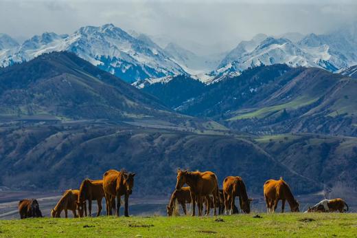 「优化版」新疆伊犁杏花（吐尔根+大西沟）、穿越天山胜利隧道、那拉提冰百合、库尔德宁云杉林、赛里木湖、安集海大峡谷8天摄影团 商品图8