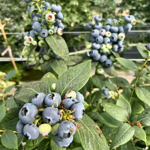 云南花香蓝莓精品礼盒  顺丰空运 抚仙湖蓝莓 产地直发 商品图4